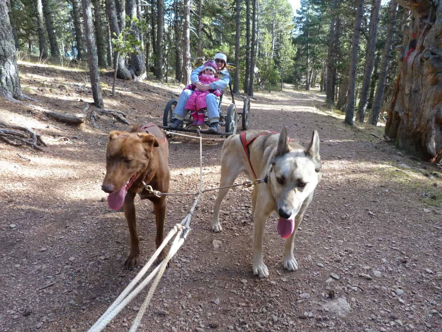 Divertido paseo con trineo de perros, increíble y emocionante aventura con los niños en Andorra Andorra