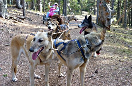 Divertido paseo con trineo de perros, increíble y emocionante aventura con los niños en Andorra Naturlandia