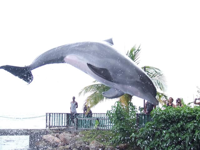 Delfines y besos en aguas jamaicanas América