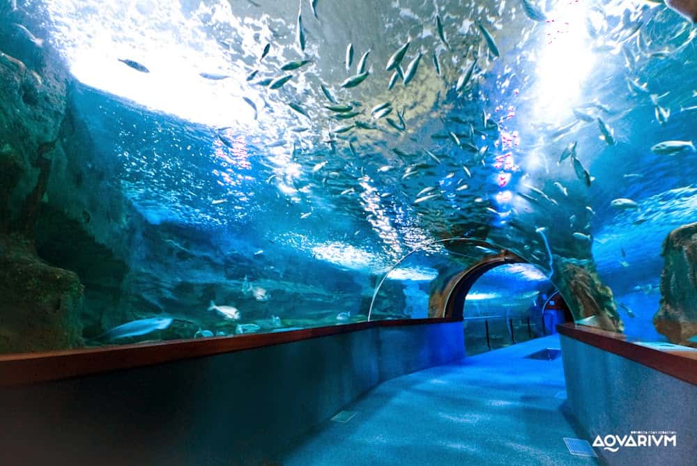Nadando con tiburones en el Aquarium de San Sebastián. Diversión con niños España