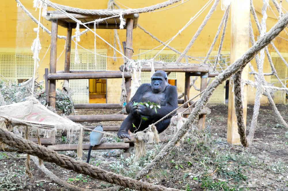 Gorilas en el Parque de Cabárceno en Cantabria