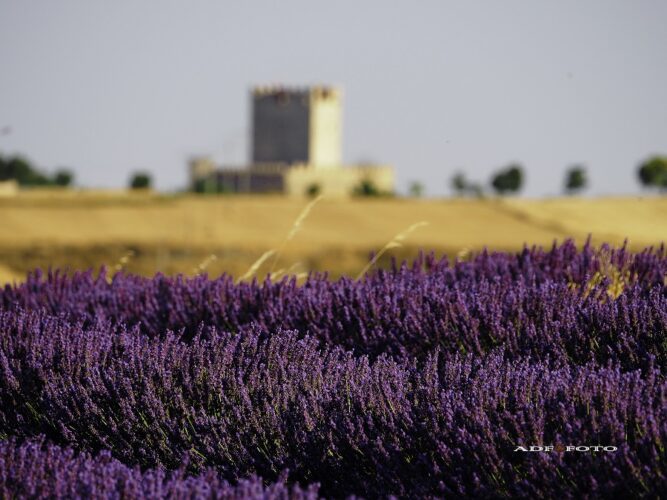 Tiedra, Valladolid. Un destino lleno de grandes sorpresas ¡Descúbrelas!. España